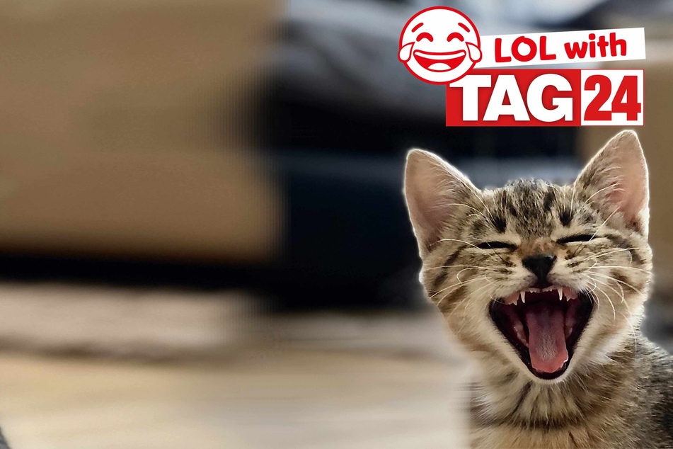 Joke of the Day for February 3, 2024: Get your funny on for Caturday