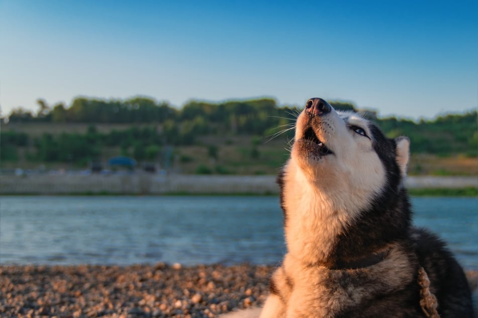 Huskies might look and howl like wolves, but they're not the only howling doggos.