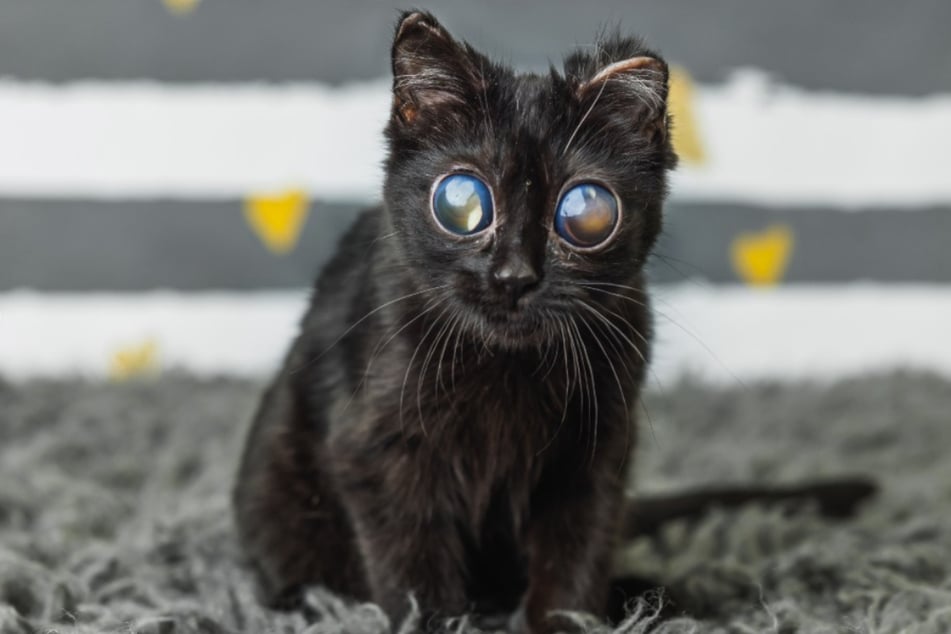 Many people think the photos of kitten Dorito are an AI fake, but her rescuers assure us that this is exactly what she looks like.
