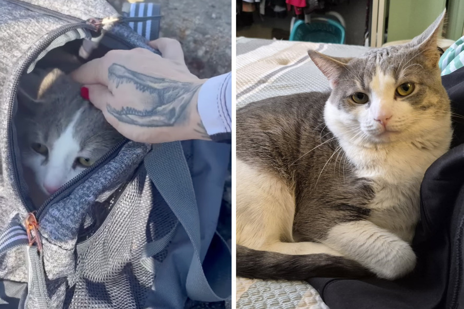 An elderly cat was crouching inside in the freezing cold.