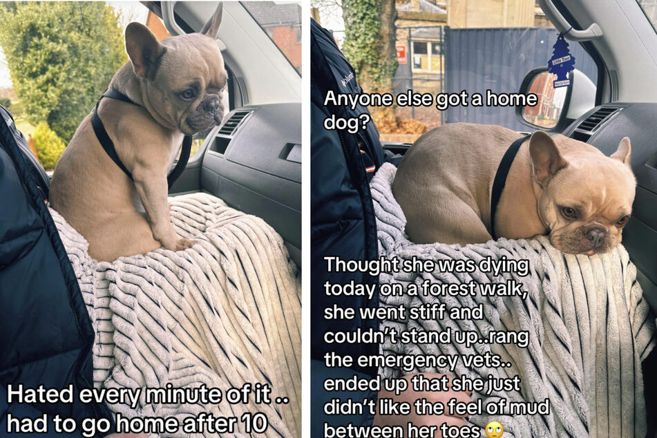 Dolly was perfectly fine – she just wanted to go home!