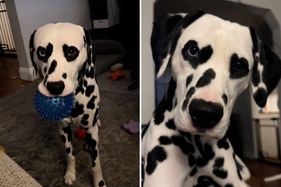 Dog's dreamy "heart eyes" fur pattern goes viral – but then things get even more special!