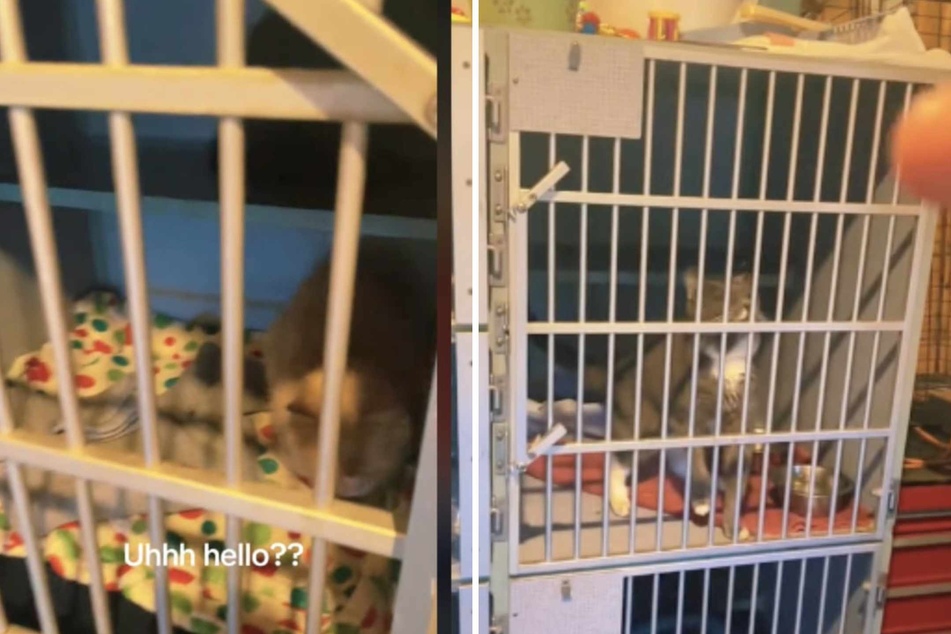 Animal rescuer Alicia Dreyer made a crazy discovery while checking the cat cages.