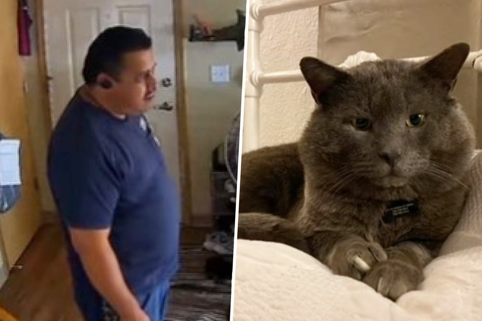 Woman is shocked to see what maintenance man does to her cat on hidden camera!