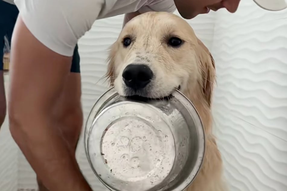 The Golden Retriever Bauer eeds his e motional supportbowl in the shower.