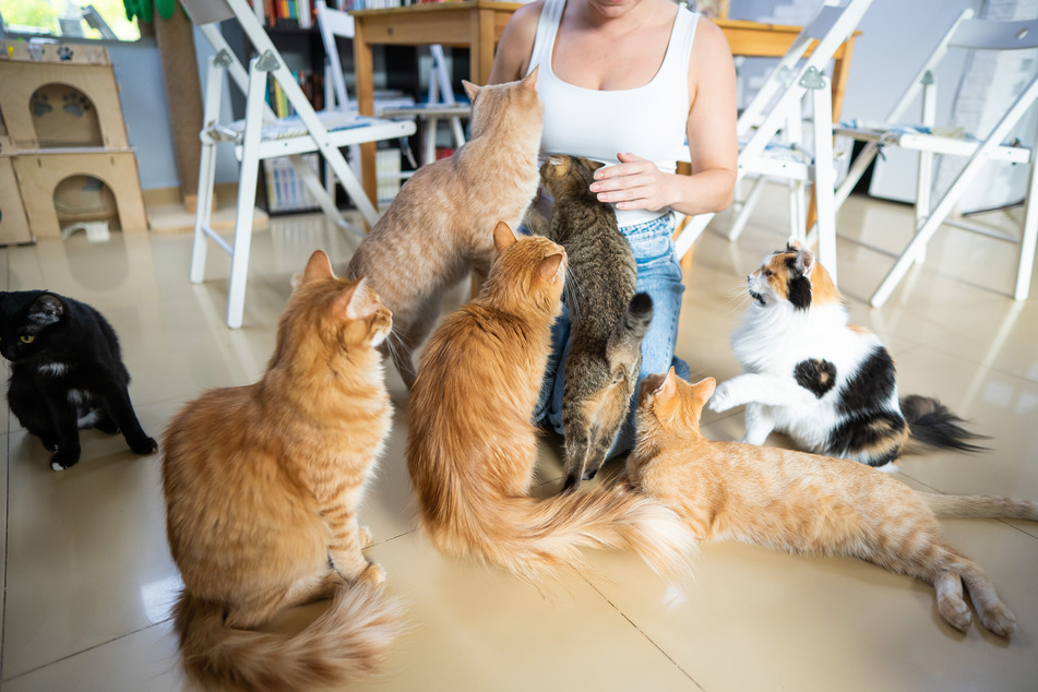 If you have several cats, you should offer them all sufficient attention and activity.