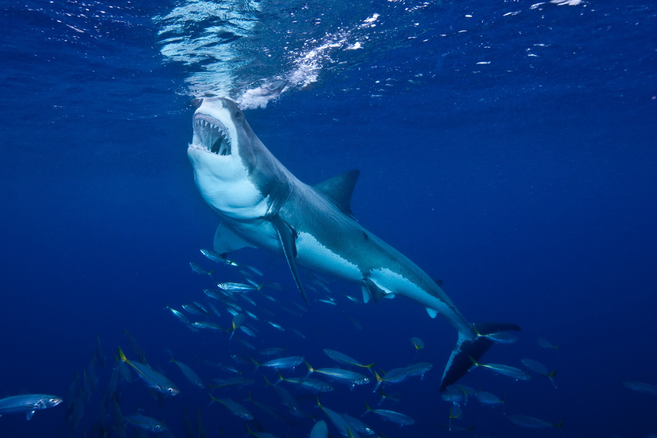 Shark attack kills Australian tourist off New Caledonia beach