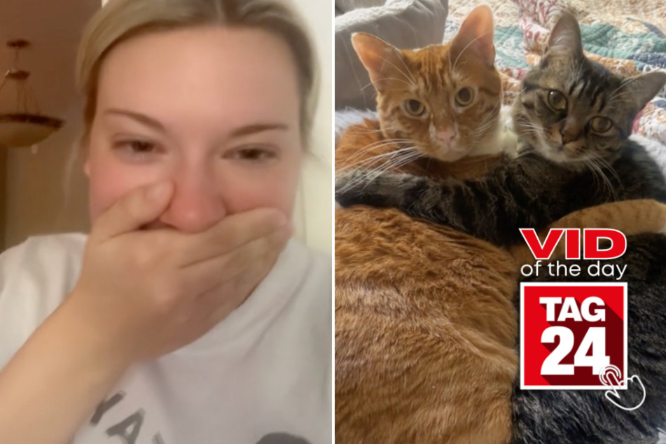 Viral Video of the Day for June 4, 2024: Cat mama catches cutest moment of epic cuddles!