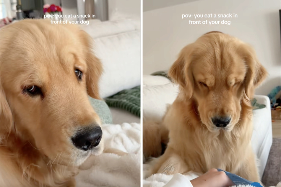 Golden Retriever Reef has perfected the disappointed look.