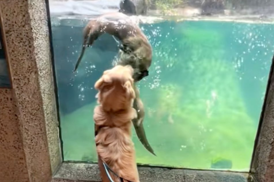 Mollie the dog interacts so sweetly with the two otters!