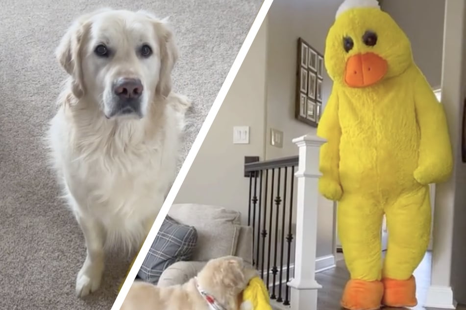 Charlie the golden retriever meets Mr Quackers' dog toy: What the duck!?