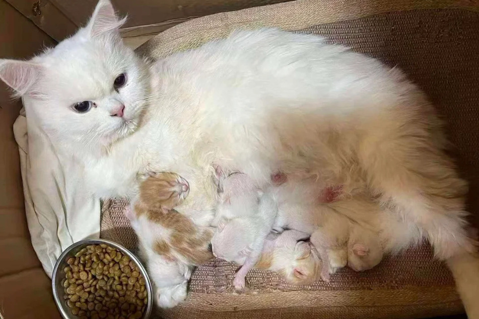 The white mama cat and her kittens need peace and quiet after the stresses and strains of the last few days.