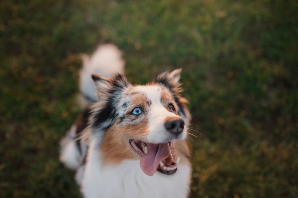 Use your dog whistle to attract the attention of your perfect pooch.