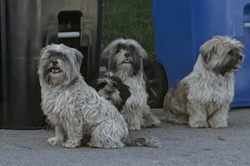 The abandoned dogs are finally safe.