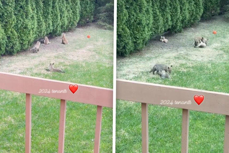 A woman from Canada was thrilled to count over ten baby foxes in her backyard.
