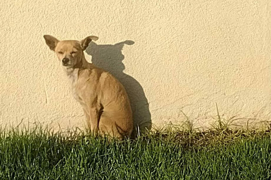 After her family moved out, a small dog was left all alone on the huge property.