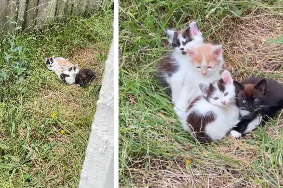 Woman finds four abandoned kittens all alone in her garden begging for help