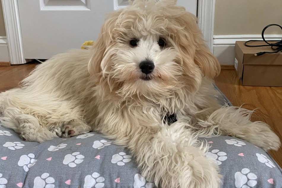 All was right with Bear before his visit to the dog groomer.