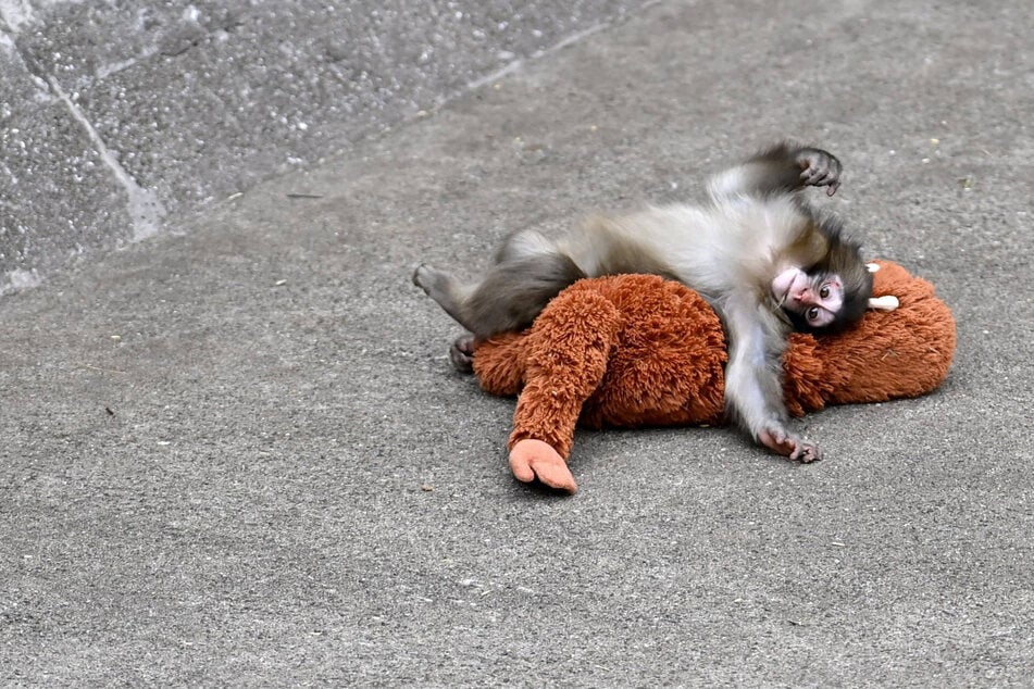 Punch the monkey's fans get good news as Japanese zoo issues update