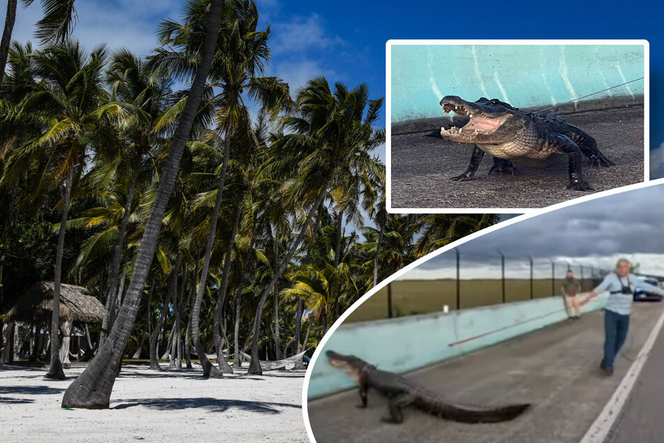 Ten-foot alligator sparks huge traffic jam and battle on Florida Keys highway