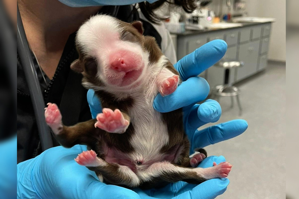Little Skipper was born with six legs, two tails, and a few more extras.