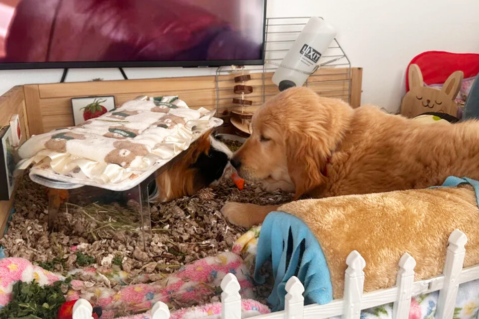 Guinea pig Murphy and the Golden Retriever dog are inseparable.