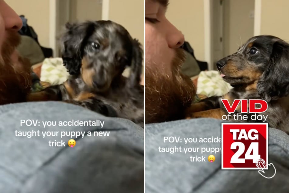 Viral Video of the Day for November 28, 2025: Dachshund puppy learns funniest new "trick"