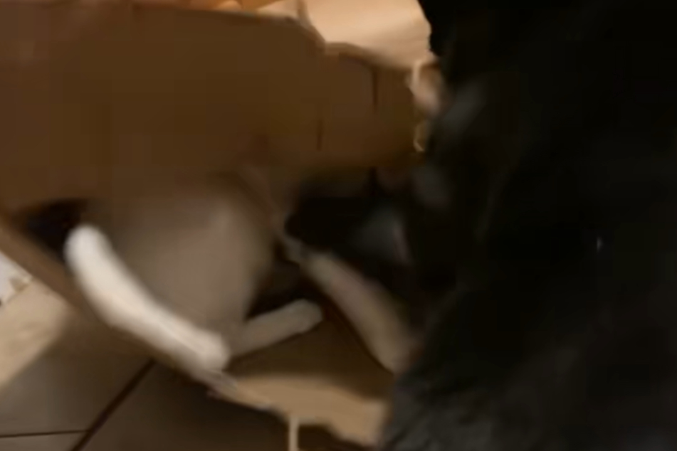 The bag contains Yeti the cat, whom Jett refuses to let free!