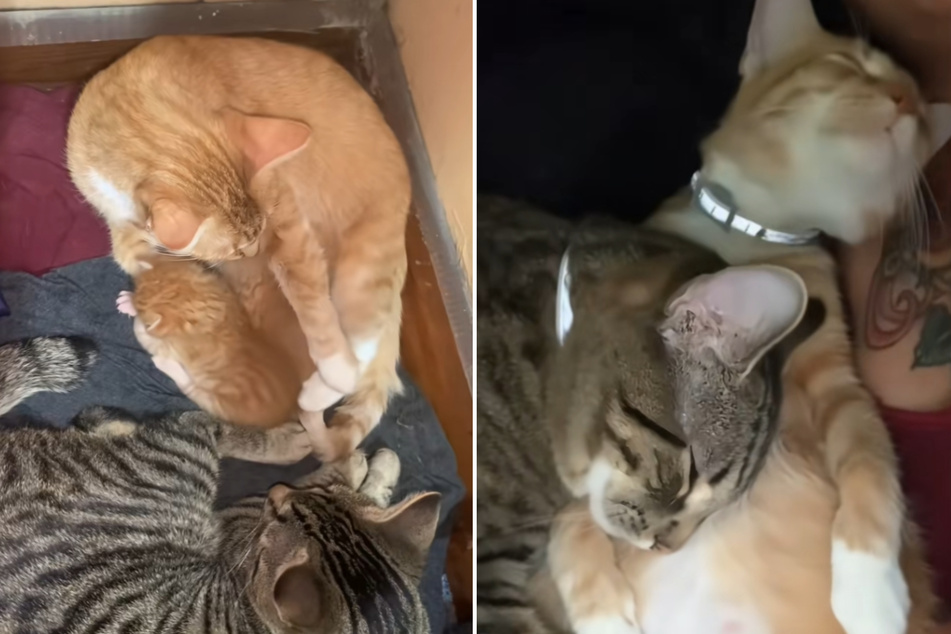 Cat becomes a new dad, and his reaction is melting hearts by the dozen!