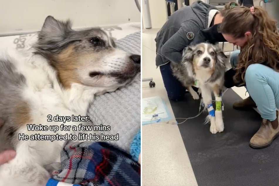 When Remi the dog suffered multiple seizures, his owner took him back to the vet.
