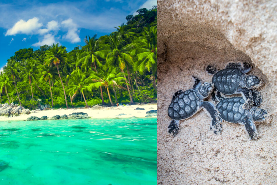 Turtles take over Thai beaches thanks to coronavirus crisis