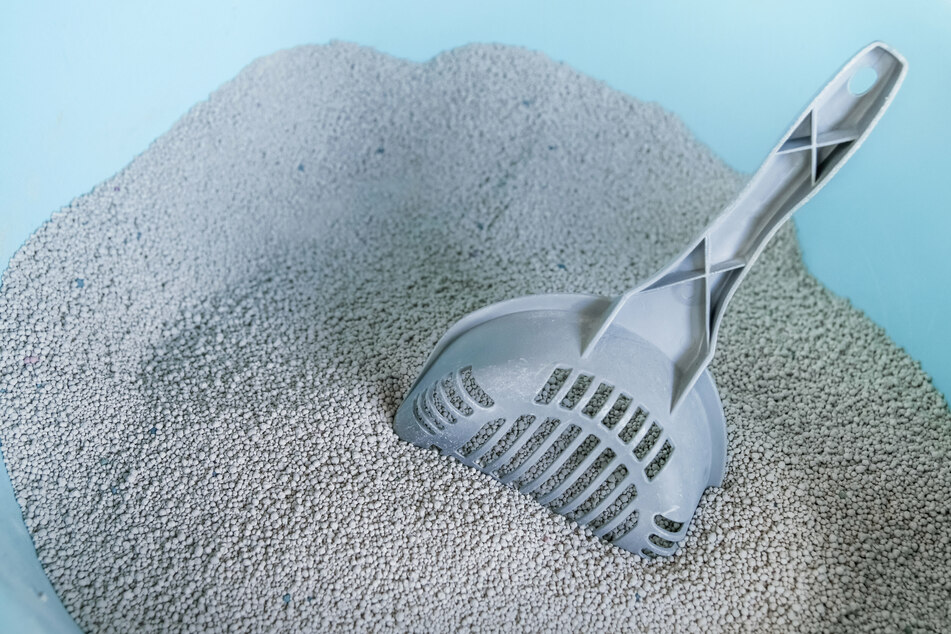 The rumor about litter boxes for students has been making the rounds online since December.