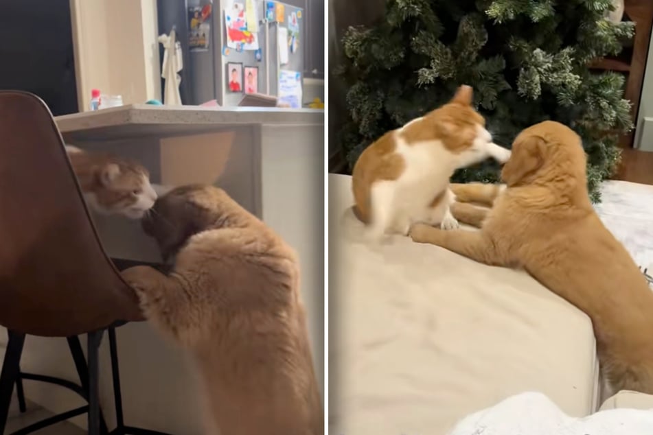 Chester the cat fires from all cylinders. He always wants to get rid of the golden retriever, but the dog keeps coming back.