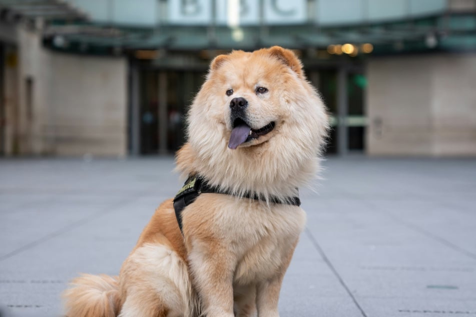 Chow chows are extraordinary and unusual dogs, often regarded as big balls of fluffy joy.