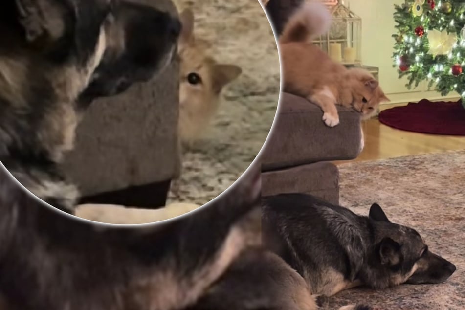 Cat goes wild with the zoomies, and his dog brother's reaction is hysterical!