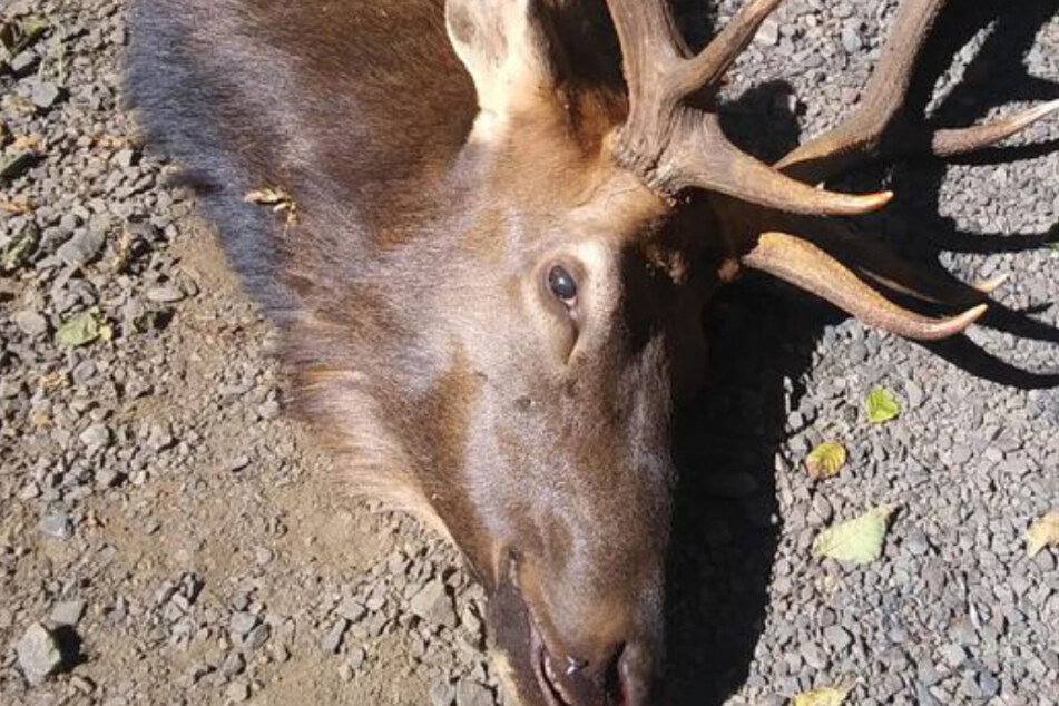 Hunter becomes hunted: Elk takes revenge on Oregon man