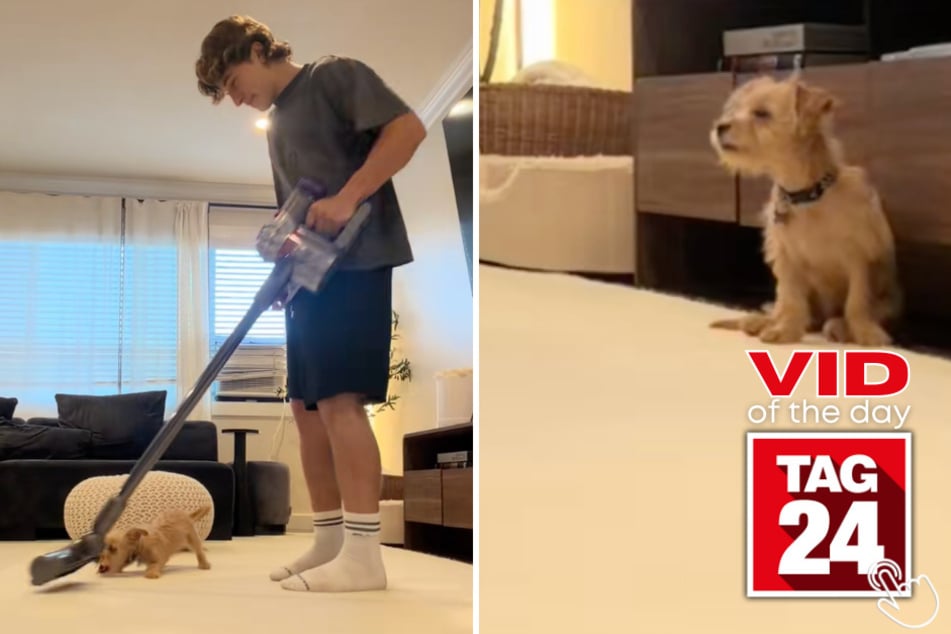 Instead of telling Bowie to stop barking at the vacuum, his owner scolded the vacuum for "being mean" to him, and the pup immediately sat down and went quiet.