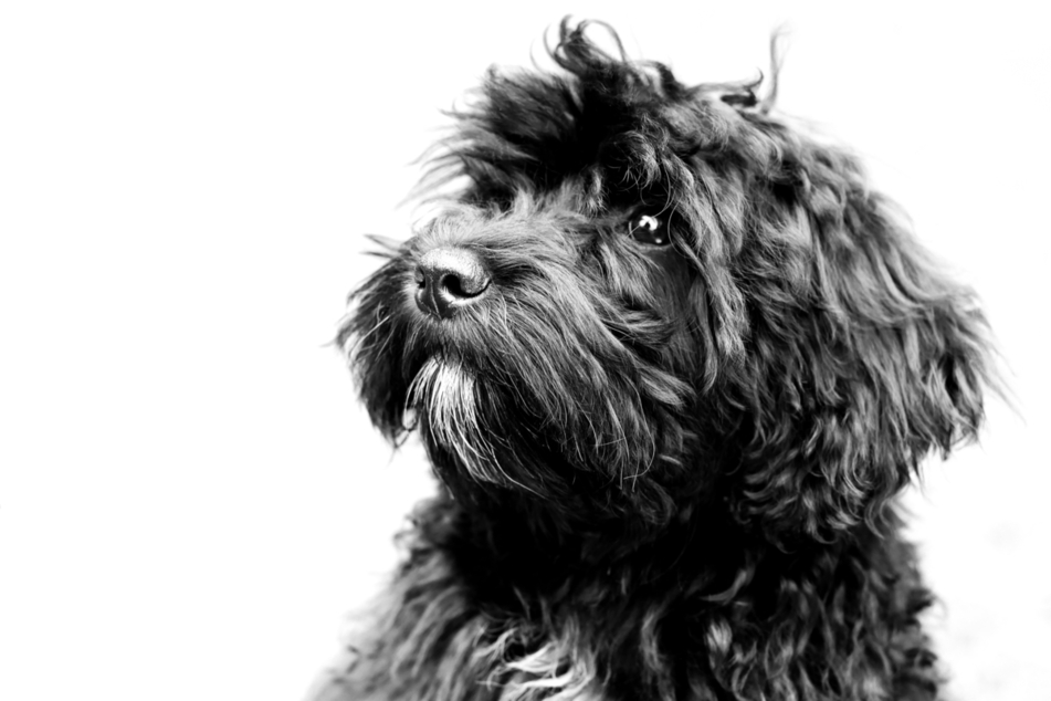 Schnoodles are a designer dog breed mix between the poodle and schnauzer.