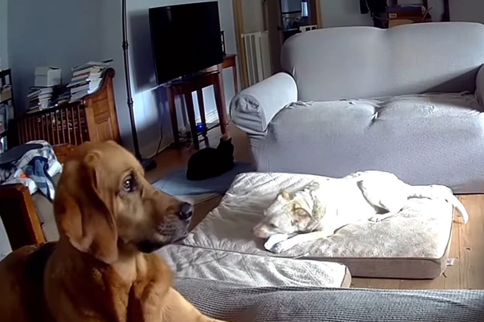 A confused dog inadvertently caused a huge fire in a cautionary and now-viral video showing how a family home was badly damaged.
