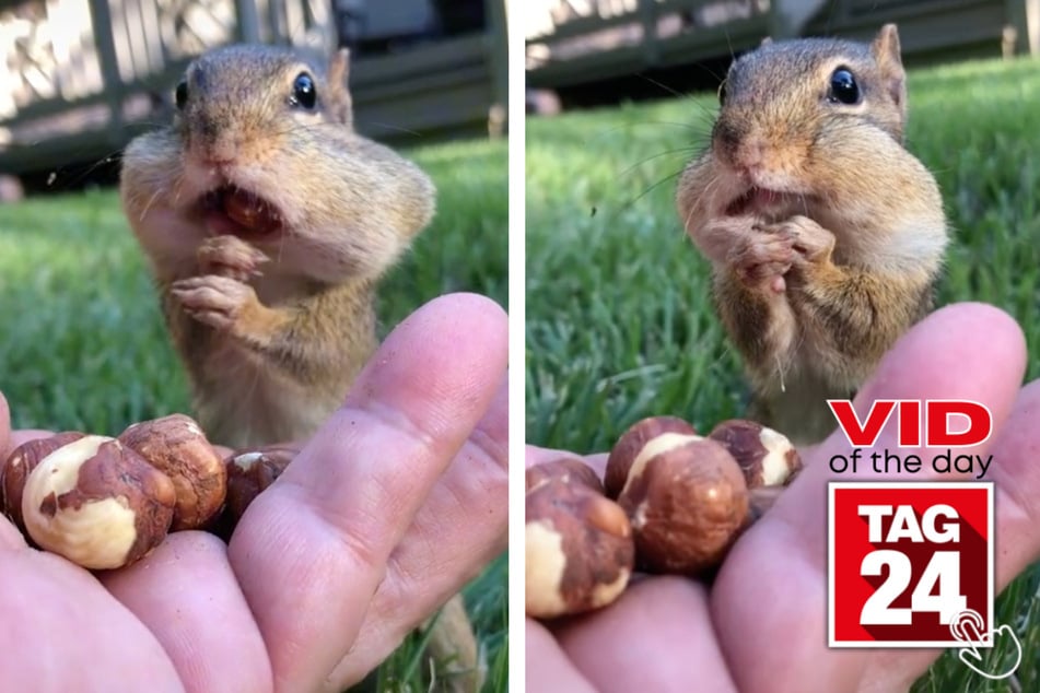 Viral Video of the Day for April 15, 2023: Dinky the chipmunk gets cheeky!