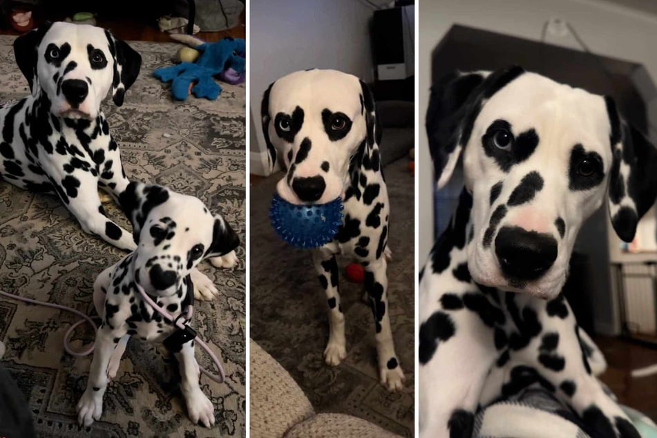 This heart-eyed Dalmatian dog is straight out of a Disney movie – and check out his heart-nosed sister!