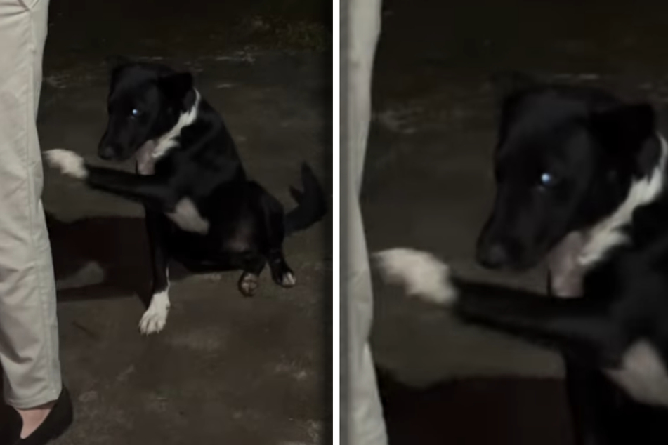This little dog keeps raising his paw at the couple, seemingly asking them for help.
