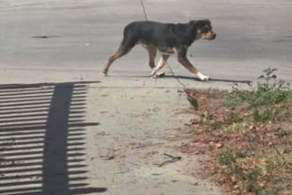 These dogs were starving, hot, and scared.