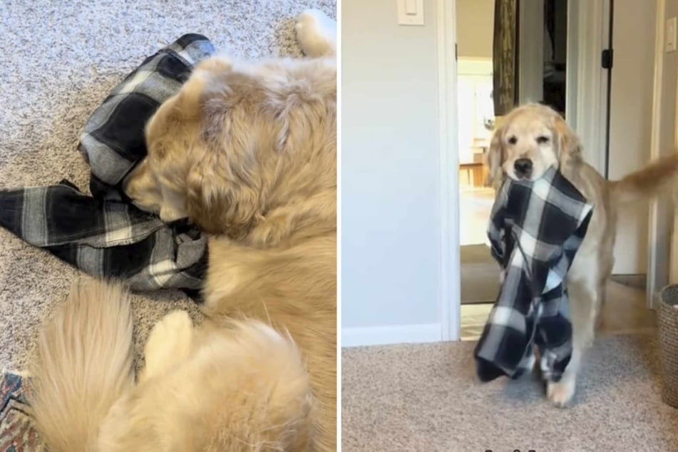 This dog has the cutest self-soothing strategy for when her dad goes off to work