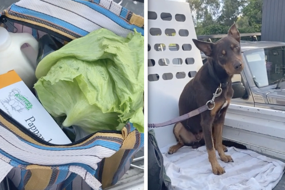 Dog has TikTok giggling over how he helped himself to his owner's chicken