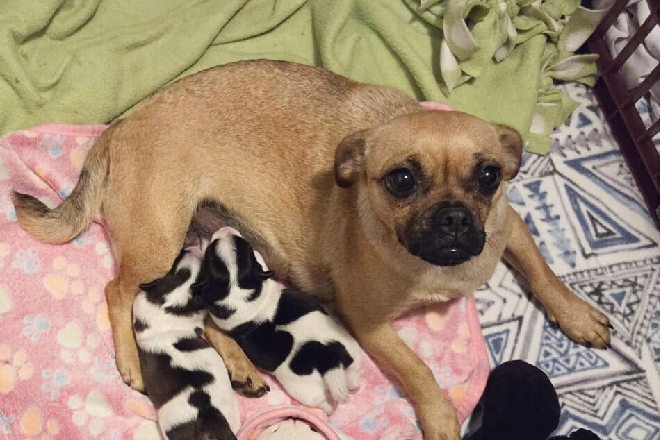 Dog mom Millie has two unusual-looking puppies.