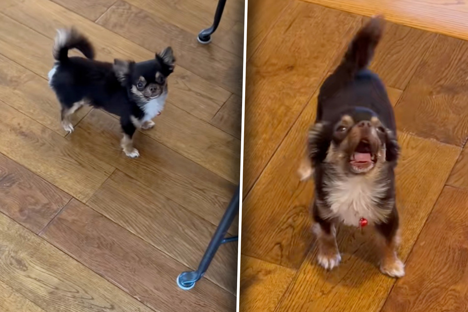 Franklin the Chihuahua dog has a hunger that only spaghetti can satisfy. But, you see, he doesn't have any spaghetti... yet.