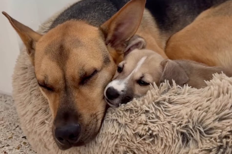 Happy ending! The furry friends sweetly cuddle together.
