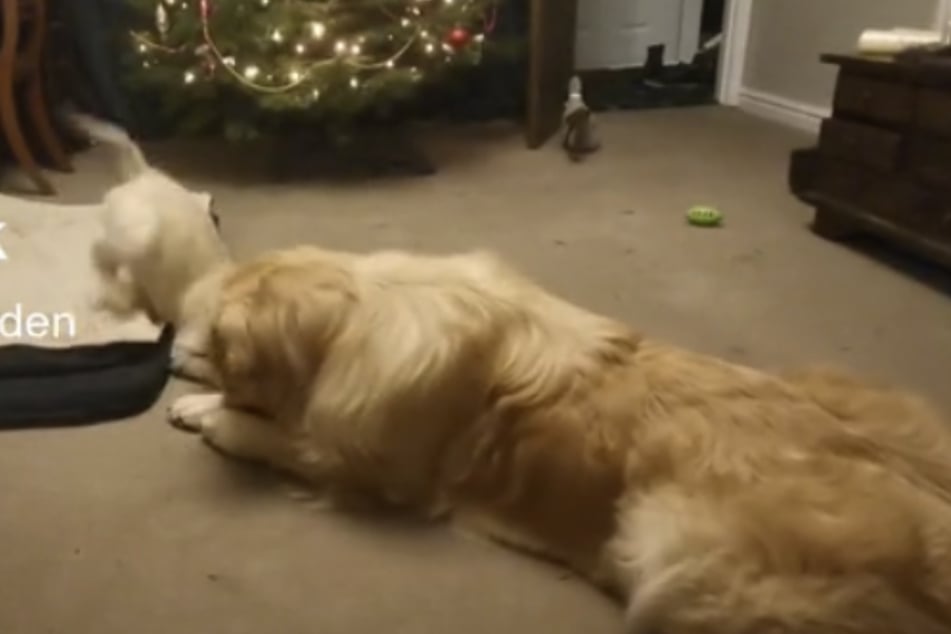 The four-legged friends seem to get along splendidly.