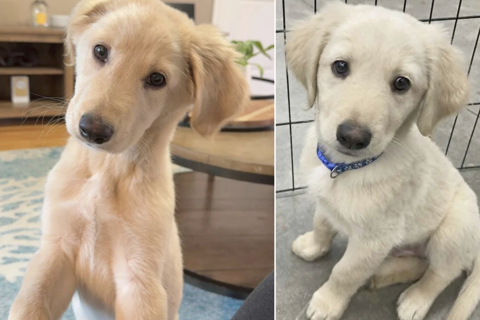 A couple recently adopted this sweet four-legged friend, who was advertised as a white Golden Retriever.